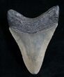 Bargain Megalodon Tooth - Peace River, FL #6080-1
